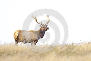 Tule Elk photo