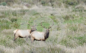 Tule Elk photo