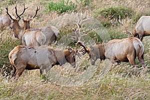 Tule Elk Sparring