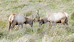 Tule Elk Sparring photo