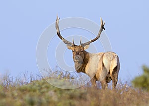 Tule Elk in Sunset light photo
