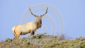 Tule Elk in Sunset light photo