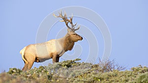 Tule Elk in Sunset light photo