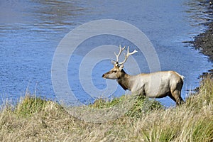 Tule Elk at Tomale Elk Reserved, Inverness, California