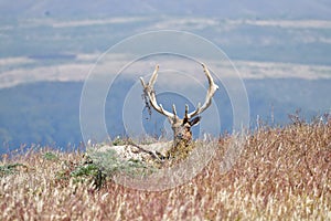 Tule Elk at Tomale Point Elk Reserved