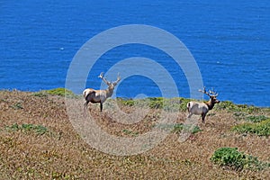 Tule Elk at Tomale Point Elk Reserved