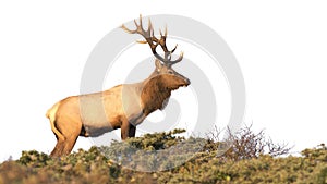 Tule Elk photo