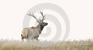 Tule Elk photo