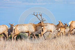 Tule elks photo