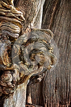 Tule tree in El Tule, Mexico