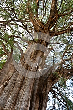 Tule tree in Mexico photo