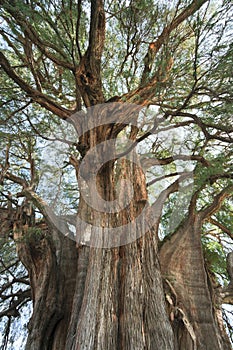 Tule tree in Mexico photo