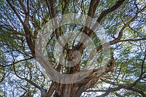 The Tule tree from Santa Maria del Tule, Mexico. The Biggest tree in Latin America is over 2000 years old