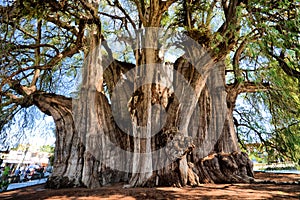 Tule tree