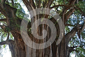 Tule tree photo