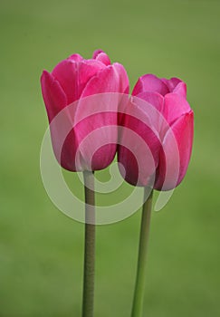 Tulip