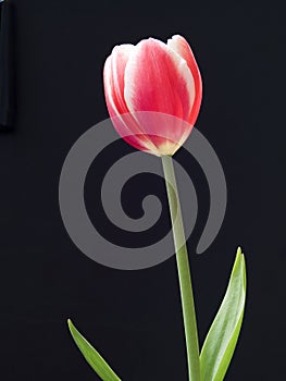 Tulip