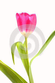 Tulip