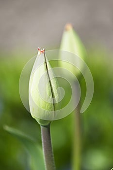 Tulip