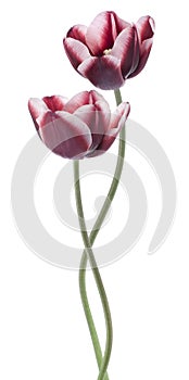 Tulip