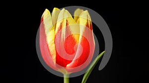 Tulip