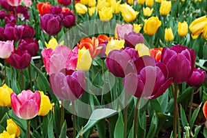 Tulip photo