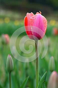 Tulip