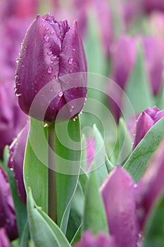 Tulip photo