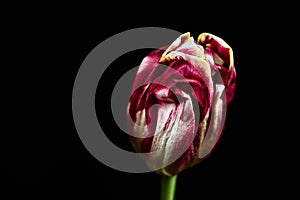 Tulip