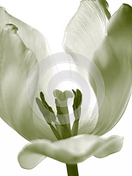 Tulip