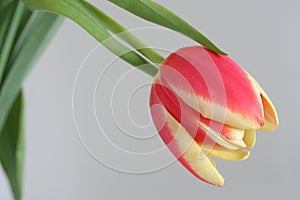 Tulip