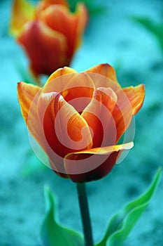 Tulip photo