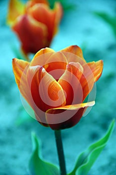 Tulip