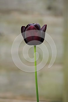 Tulip