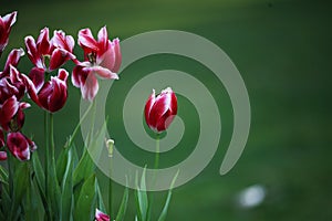 Tulip