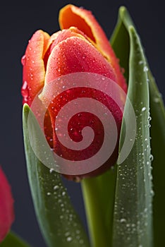 Tulip