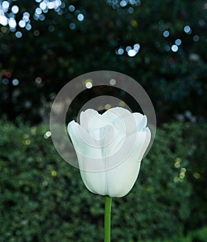 Tulip