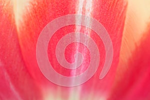 Tulip Abstract