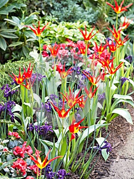 Tulip Acuminata, Flamelike Botanical Tulips photo