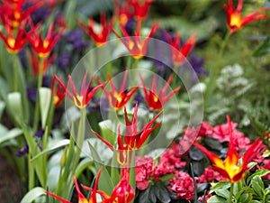 Tulip Acuminata, Flamelike Botanical Tulips photo