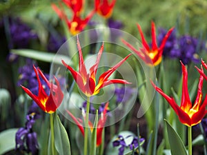 Tulip Acuminata, Flamelike Botanical Tulips photo