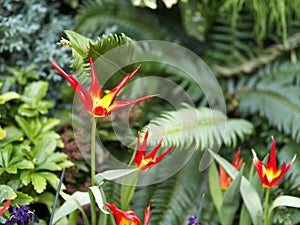 Tulip Acuminata, Flamelike Botanical Tulips photo