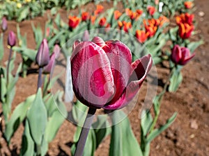 Tulip African queen bearing single, cup-shaped flowers with mauve outsides fading to white at their margins, marked with yellow at