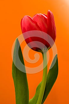 Tulipano contro arancia 