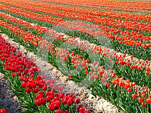 Tulip agriculture - blooming tulip fields in many colors