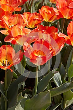 Tulip American Dream, orange and yellow flowers in spring