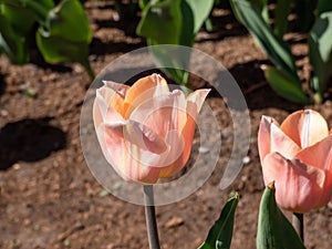 Tulip \'Apricot beauty\' blooming with flowers in a delicate salmon-pink with orange margins, fading to soft, sunset