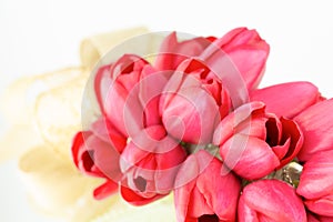 Tulip arrangement with golden bow