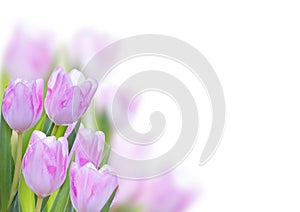 Tulip Background