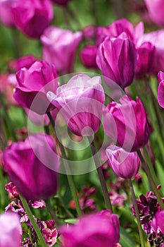 Tulip background tulipa